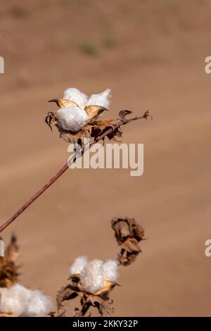 Ouvrir les pétons de coton mûr en gros plan sur un fond flou d'un champ agricole. Mise au point sélective. Banque D'Images