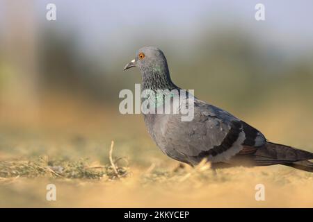 Pigeon de roche, pigeon commun, colombe de roche sur le sol. livia de Columba. Banque D'Images