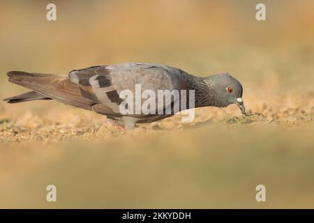 Pigeon de roche, pigeon commun, colombe de roche sur le sol. livia de Columba. Banque D'Images