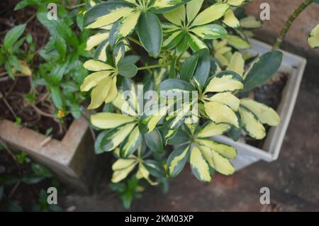 Schefflera actinophylla ou arbre ombrelle jaune et vert feuilles de près. Vente en magasin. Mise au point sélective Banque D'Images