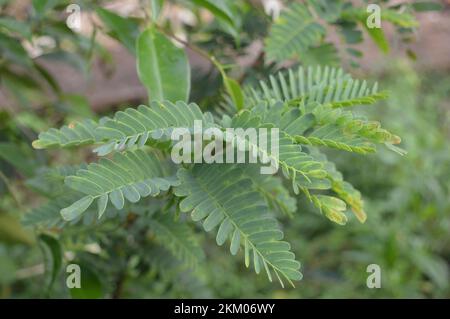 Feuilles de Tamarind. Banque D'Images