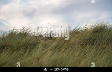 Coucher de soleil vue sur l'herbe de plage. Scène extérieure de la côte dans la nature de l'Irlande à Laytown, Co Meath Banque D'Images