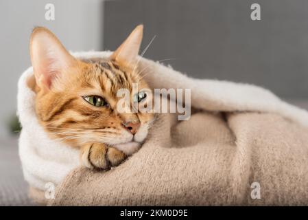 Un joli chat Bengale peut dormir dans une chambre confortable. Banque D'Images