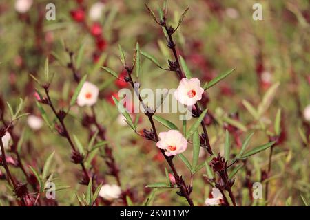 Les fleurs de roselle (Hibiscus sabdariffa) Banque D'Images