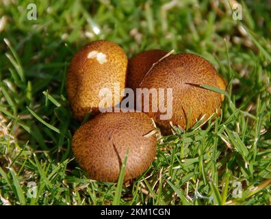 Une souche de champignons bruns, Agaricus augustus, champignons qui poussent sur une pelouse verte dans le jardin australien du Queensland. Banque D'Images