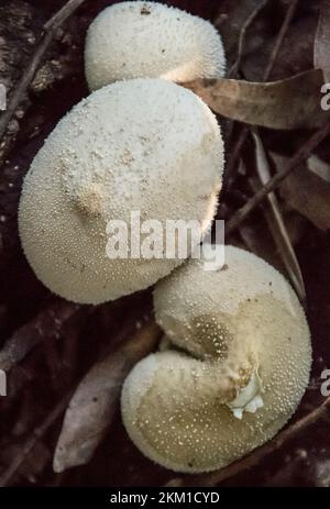 Lycoperdon pyriforme, un groupe de champignons de la souche blanche australienne, qui poussent dans la litière de feuilles de la forêt pluviale subtropicale du Quensland. Banque D'Images