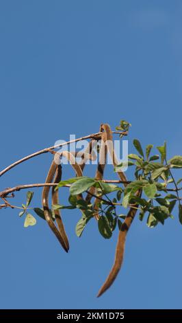 Branche de la trompette d'or, Handroanthus chrysotrichus, avec des feuilles et des gousses de graines, contre un ciel bleu. Queensland, jardin, Australie. Copier l'espace. Banque D'Images