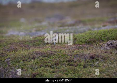 Regenbrachvogel, Regen-Brachvogel, Numenius phaeopus, whimbourin, le Courlis corlieu Banque D'Images