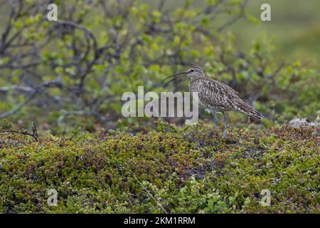 Regenbrachvogel, Regen-Brachvogel, Numenius phaeopus, whimbourin, le Courlis corlieu Banque D'Images