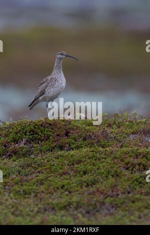 Regenbrachvogel, Regen-Brachvogel, Numenius phaeopus, whimbourin, le Courlis corlieu Banque D'Images