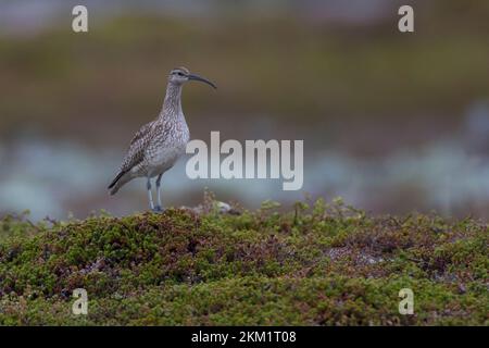 Regenbrachvogel, Regen-Brachvogel, Numenius phaeopus, whimbourin, le Courlis corlieu Banque D'Images