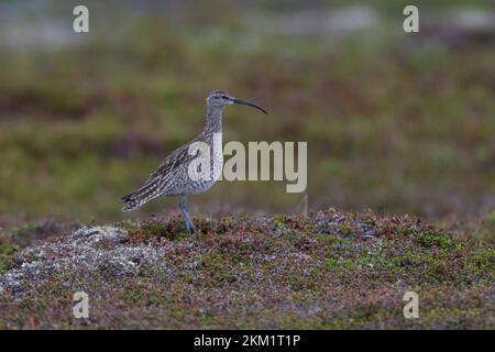 Regenbrachvogel, Regen-Brachvogel, Numenius phaeopus, whimbourin, le Courlis corlieu Banque D'Images