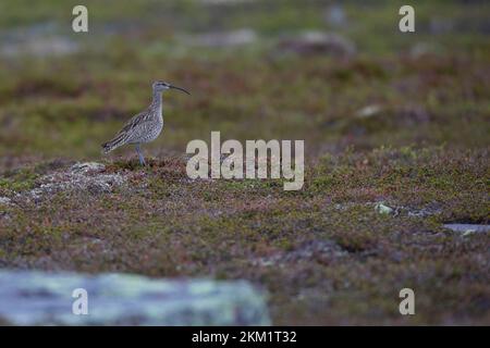 Regenbrachvogel, Regen-Brachvogel, Numenius phaeopus, whimbourin, le Courlis corlieu Banque D'Images