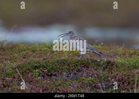 Regenbrachvogel, Regen-Brachvogel, Numenius phaeopus, whimbourin, le Courlis corlieu Banque D'Images