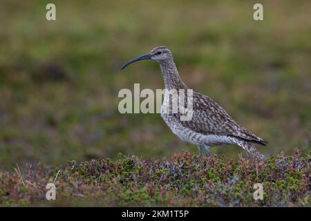 Regenbrachvogel, Regen-Brachvogel, Numenius phaeopus, whimbourin, le Courlis corlieu Banque D'Images