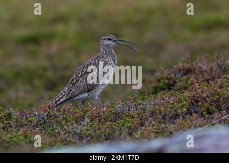 Regenbrachvogel, Regen-Brachvogel, Numenius phaeopus, whimbourin, le Courlis corlieu Banque D'Images