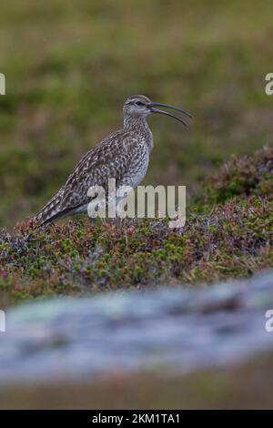 Regenbrachvogel, Regen-Brachvogel, Numenius phaeopus, whimbourin, le Courlis corlieu Banque D'Images