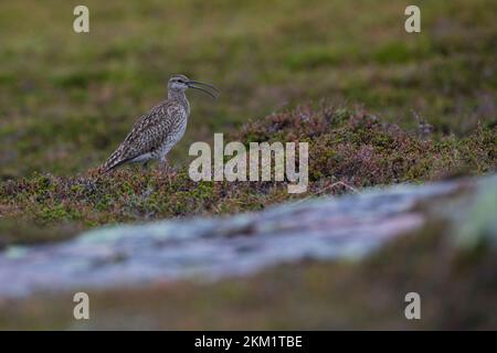 Regenbrachvogel, Regen-Brachvogel, Numenius phaeopus, whimbourin, le Courlis corlieu Banque D'Images