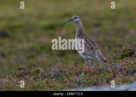 Regenbrachvogel, Regen-Brachvogel, Numenius phaeopus, whimbourin, le Courlis corlieu Banque D'Images