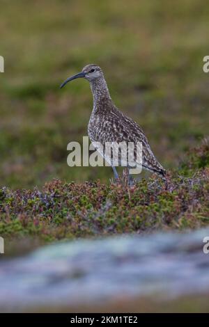 Regenbrachvogel, Regen-Brachvogel, Numenius phaeopus, whimbourin, le Courlis corlieu Banque D'Images