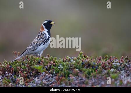 Spornammer, Männchen im Prachtkleid, Sporn-Ammer, Calcarius lapponicus, pains de Laponie, Laponie longspur, homme, le Bruant lapon, le Plectrophane lapo Banque D'Images