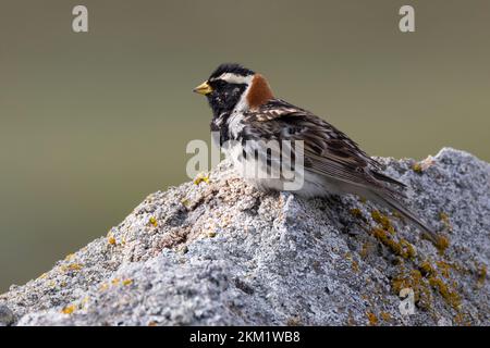 Spornammer, Männchen im Prachtkleid, Sporn-Ammer, Calcarius lapponicus, pains de Laponie, Laponie longspur, homme, le Bruant lapon, le Plectrophane lapo Banque D'Images