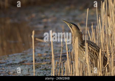 Grand lanterne (Botaurus stellaris) debout dans reedsb. Banque D'Images