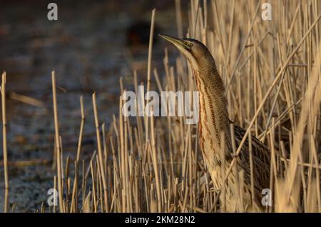 Grand lanterne (Botaurus stellaris) debout dans reedsb. Banque D'Images