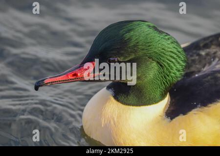 Goosander masculin, Mergus merganser, Royaume-Uni, Îles britanniques Banque D'Images