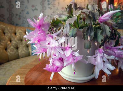 Fleur de cactus de Noël Schlumbergera truncata Banque D'Images