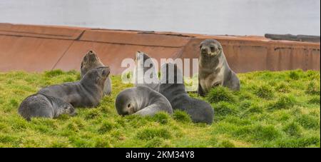 Un groupe de jeunes phoques à fourrure de l'antarctique / phoques à fourrure de l'antarctique (Arctocephalus gazella) se trouvent dans leur environnement naturel dans l'herbe de la boussette verte au sud Banque D'Images