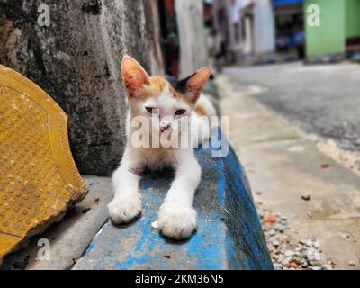 Un gros plan d'un chaton Calico couché à l'extérieur Banque D'Images