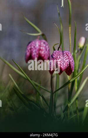 Un cliché vertical de belles fleurs de la tête de serpent fritillaire au printemps Banque D'Images