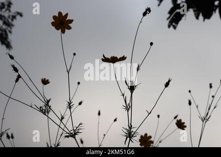 image en niveaux de gris des fleurs et des arbres avec ciel nuageux en arrière-plan pour les affiches et les travaux graphiques Banque D'Images