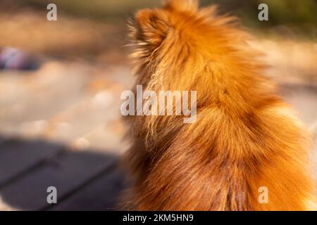 Mini promenades pomeraniennes dans le parc. Poméranie sur une promenade dans le parc d'automne. Chien dans la rue. Banque D'Images