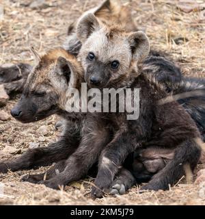 Les petits de Hyena dans le parc national Kruger ont l'air très mignons Banque D'Images