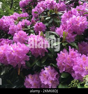 Gros plan de fleurs de rhododendron rose après la pluie Banque D'Images