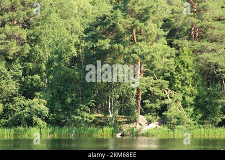 Forêt au bord de la rivière Ore à Orsa, en Suède, par une belle journée d'été. Banque D'Images