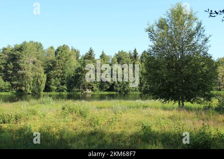 Forêt et prairie près de la rivière Ore à Orsa, en Suède, par une belle journée d'été. Banque D'Images