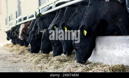 agriculture élevage ou ranch. une grande grange. Rangée de vaches, gros taureaux noirs, taureaux reproducteurs mangent du foin. Photo de haute qualité Banque D'Images