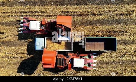 Vue de dessus de l'antenne. récolte du maïs. Moissonneuses-batteuses versant des cornons frais sur un camion avec remorques après la récolte. Agriculture aérienne. Photo de haute qualité Banque D'Images