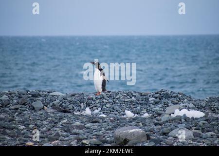 Un seul pingouin gentoo debout sur une plage de galets en Antarctique. Banque D'Images