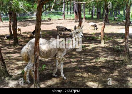 Portrait de Lama drôle avec frange dans le zoo Banque D'Images