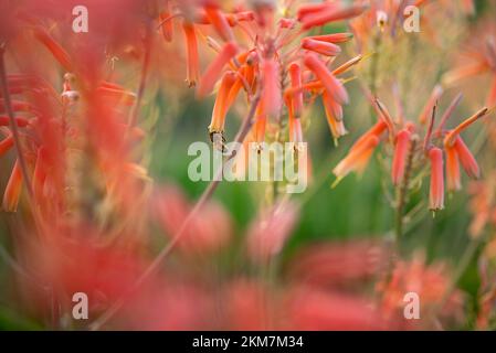 Fleurs rose-orange d'aloe vera pollinisées par une abeille - gros plan Banque D'Images