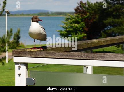 Un guette à tête noire sur le balcon de l'hôtel au bord de la mer. Banque D'Images