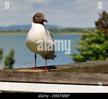 Un guette à tête noire sur le balcon de l'hôtel au bord de la mer. Banque D'Images