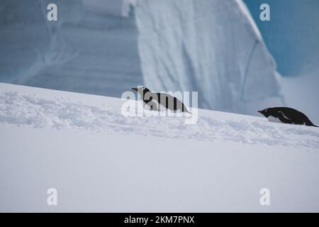 Deux pingouins Gentoo reposant sur les collines enneigées de l'île Enterprise en Antarctique. Banque D'Images