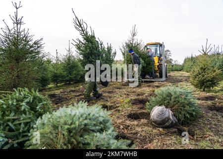 GREENKAN - des arbres de Noël sont creusés à la pépinière Jan van Vulpen. Les arbres de Noël sont transportés à la serre par chariot élévateur. À l'approche de Noël, la demande des consommateurs pour les arbres de Noël augmente. ANP JEROEN JUMELET pays-bas - belgique sortie crédit: ANP/Alay Live News Banque D'Images