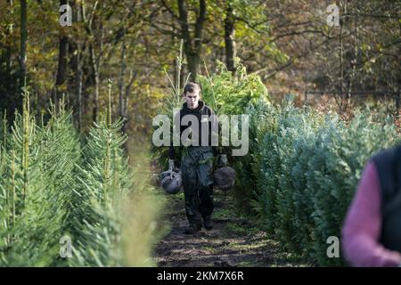 GREENKAN - des arbres de Noël sont creusés à la pépinière Jan van Vulpen. Les arbres de Noël sont transportés à la serre par chariot élévateur. À l'approche de Noël, la demande des consommateurs pour les arbres de Noël augmente. ANP JEROEN JUMELET pays-bas - belgique sortie crédit: ANP/Alay Live News Banque D'Images