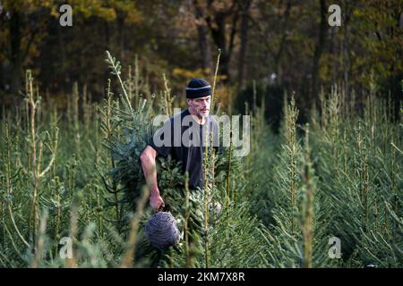 GREENKAN - des arbres de Noël sont creusés à la pépinière Jan van Vulpen. Les arbres de Noël sont transportés à la serre par chariot élévateur. À l'approche de Noël, la demande des consommateurs pour les arbres de Noël augmente. ANP JEROEN JUMELET pays-bas - belgique sortie crédit: ANP/Alay Live News Banque D'Images